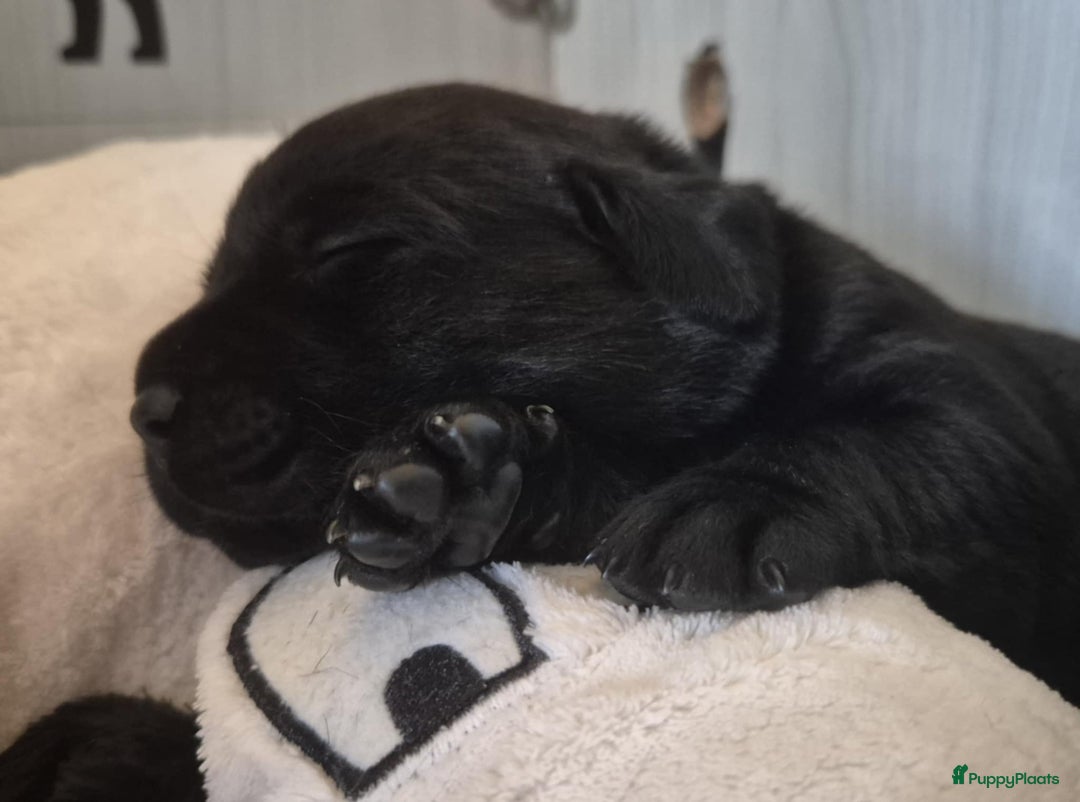 Labrador Retriever honden te koop: Zwarte en gele labrador pups met stamboom - Afbeelding 11