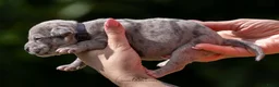 Amerikaanse Bully honden ter dekking: American Bully XL dekreu  - Advertentie 34