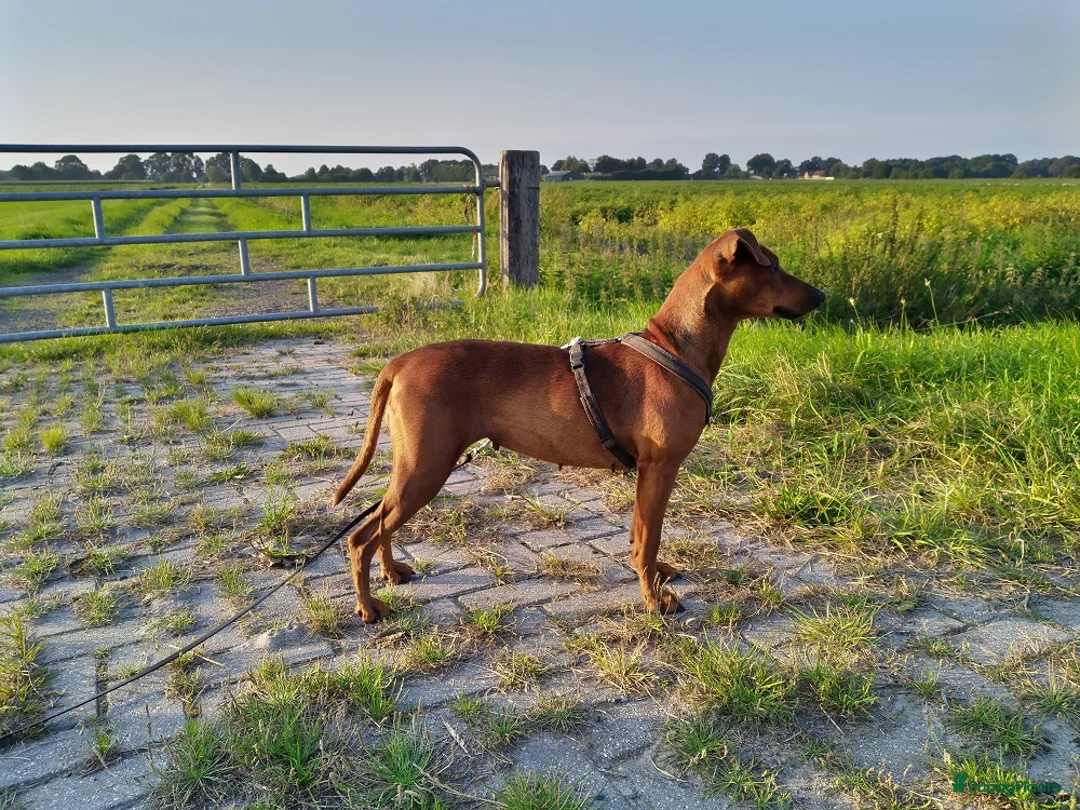 Galerij afbeelding {{count}}