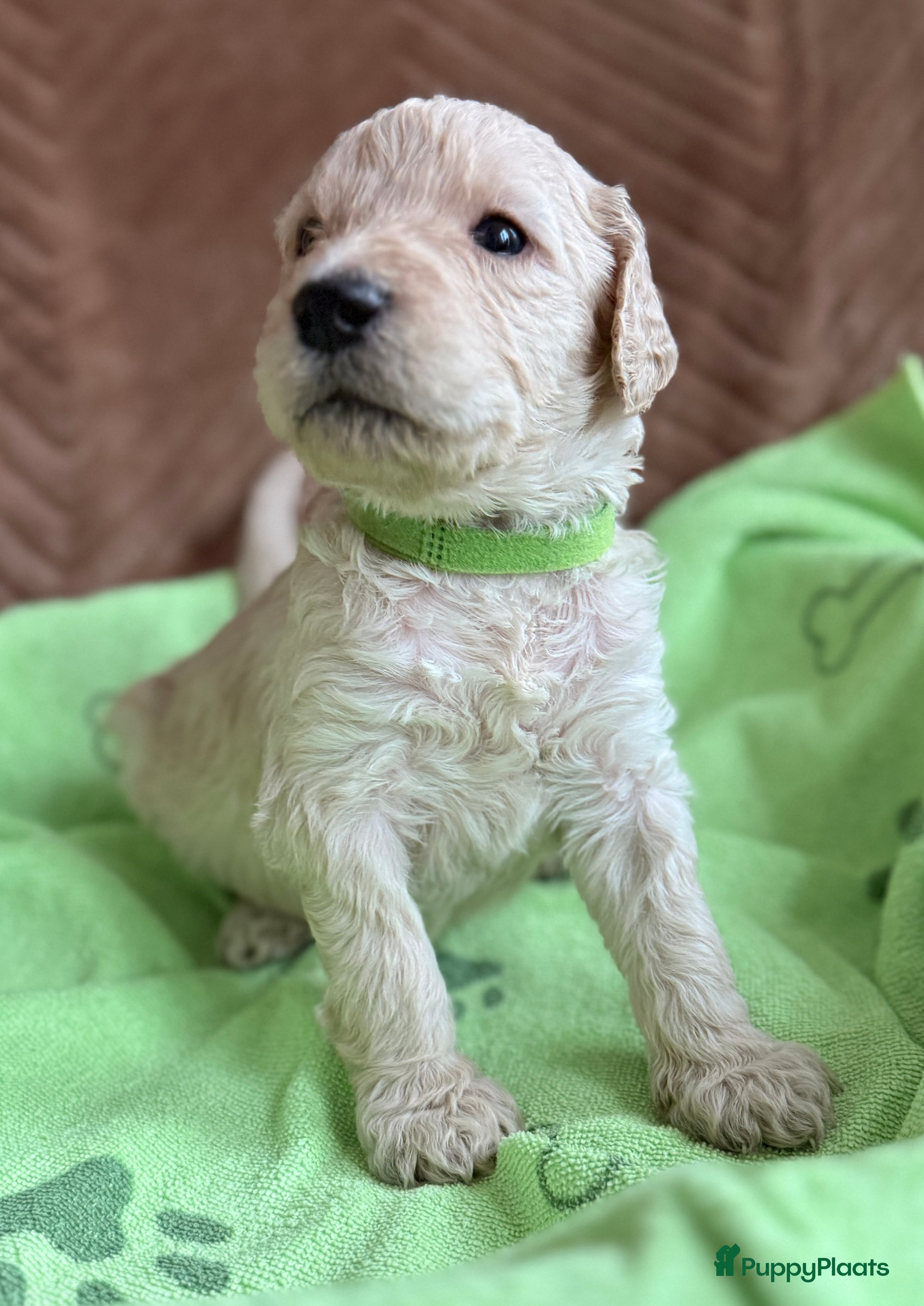 Kruising honden Goldendoodle/labradoodle is een double Doodle  - Advertentie 1