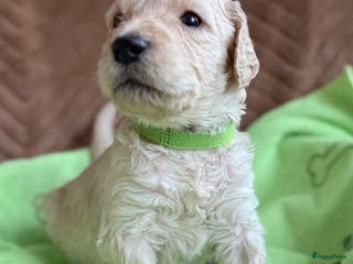 Kruising honden Goldendoodle/labradoodle is een double Doodle - Advertentie 1