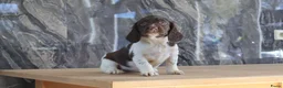 Engelse Springer Spaniel honden te koop: Lieve Engelse springer spaniel pups te koop - Advertentie 9