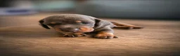 Teckel (korthaar)  honden te koop: Sweet Miniature Dachshund Puppies ❤️ - Advertentie 2