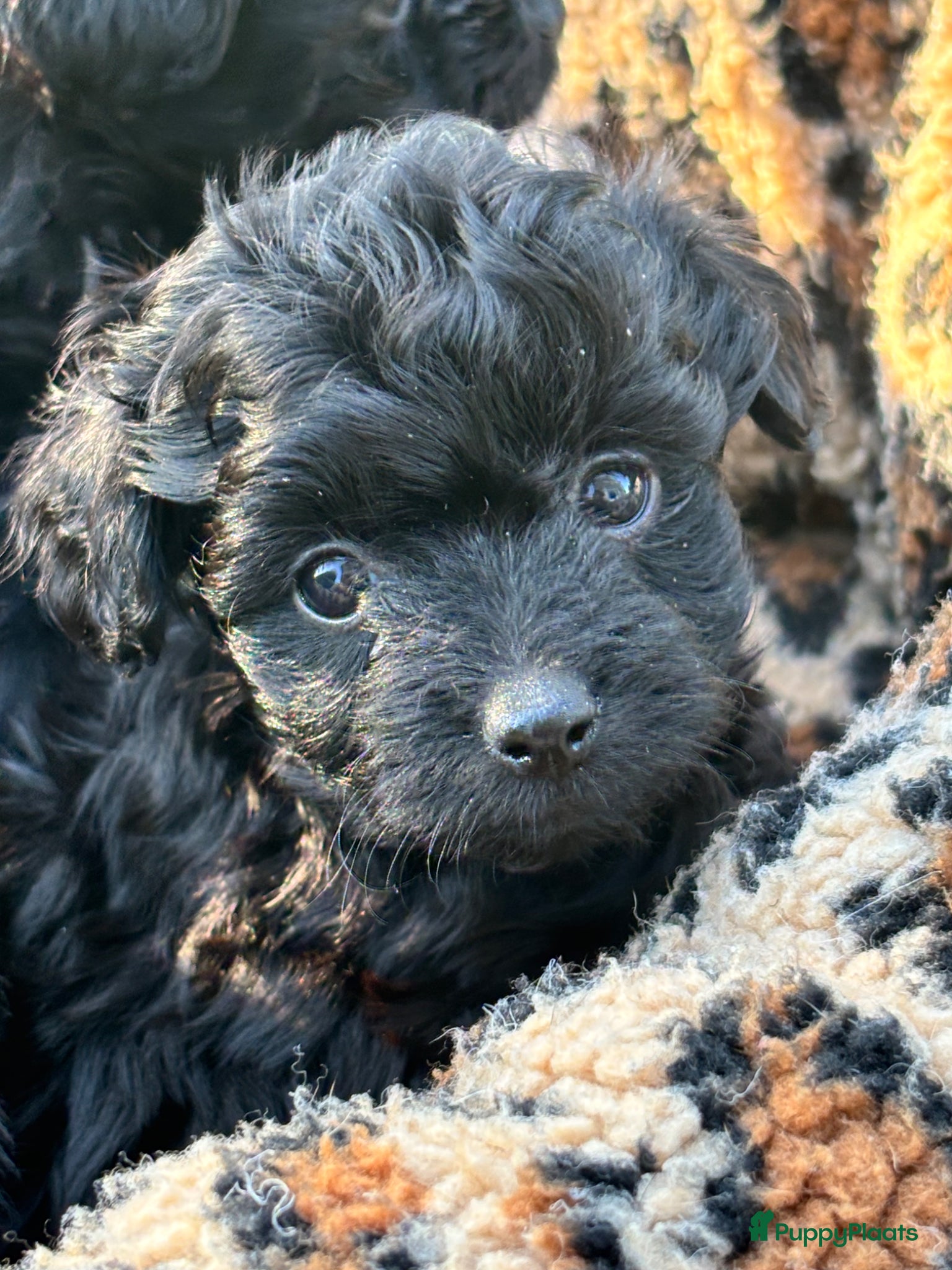 Kruising honden te koop: Pomapoo pups uit geteste ouders - Advertentie 3