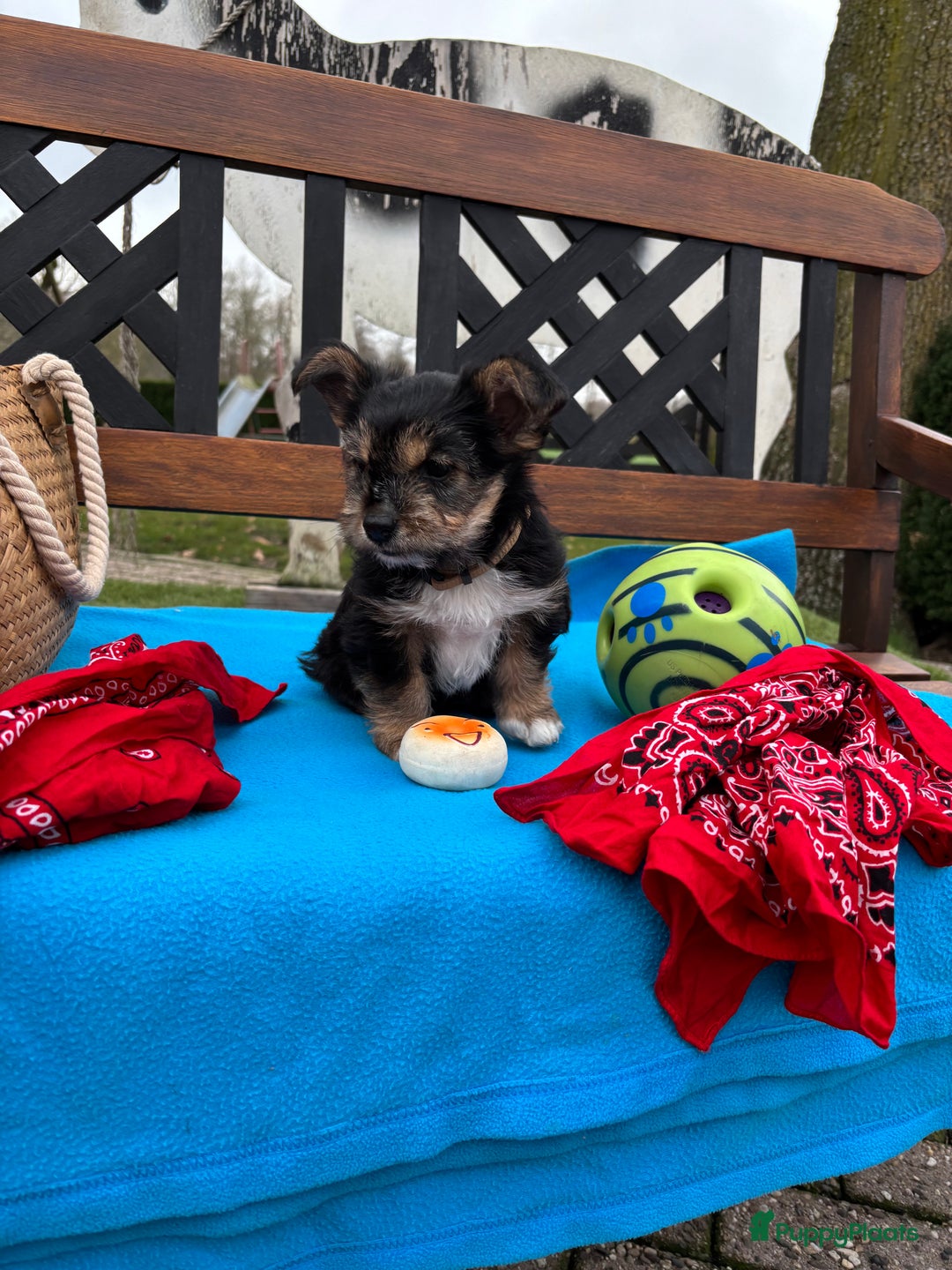 Kruising honden te koop: Een Schattig Puppy - Advertentie 1