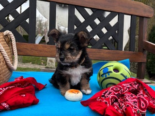 Kruising honden Een Schattig Puppy - Advertentie 1