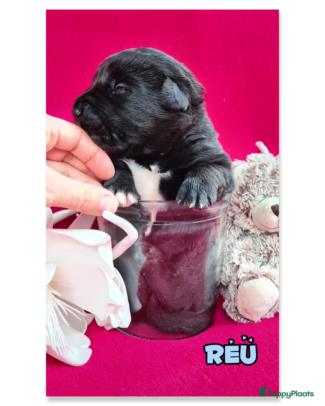 Kruising honden te koop: Prachtige F1 Borador pups van Stamboom ouders - Advertentie 11