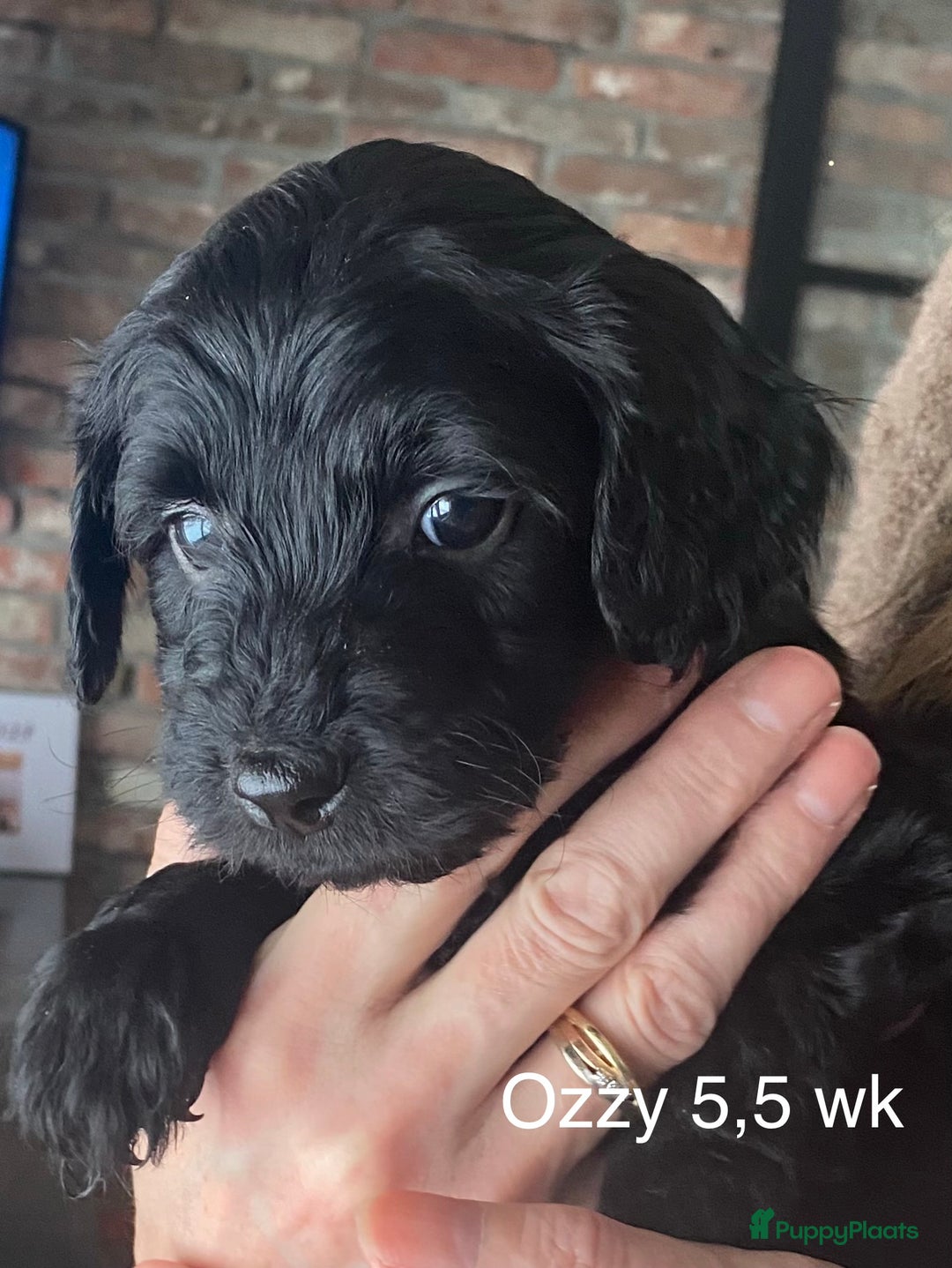 Labradoodle honden te koop: Labradoodle(multigen) mini/midi groeien op in huis - Advertentie 17
