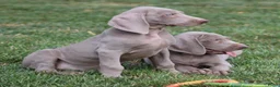 Weimarse Staande Hond korthaar honden te koop: Weimaraner pups - Advertentie 5