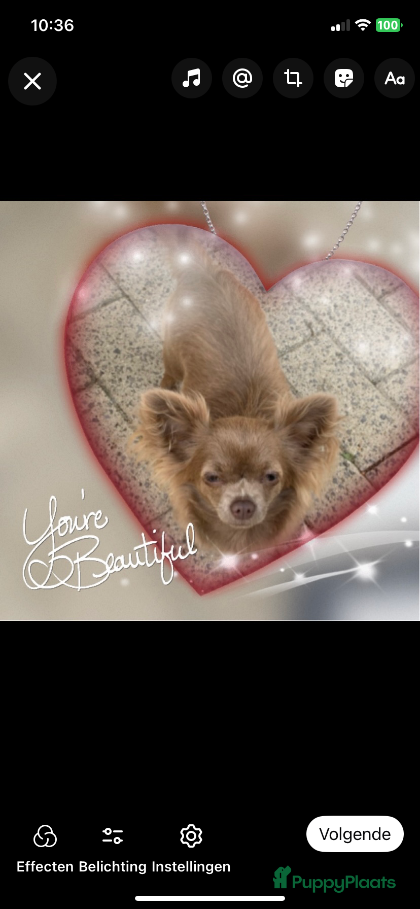 Chihuahua honden Chihuahua - Advertentie 3