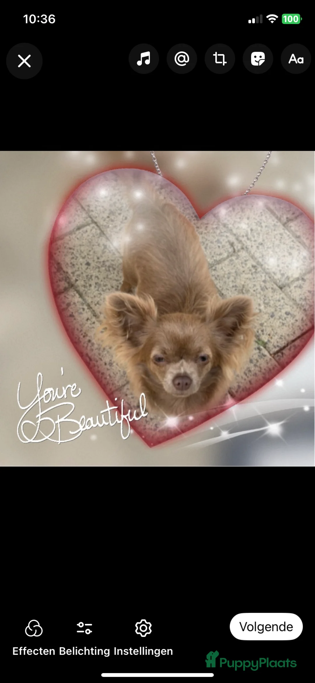 Chihuahua honden te koop: Chihuahua - Advertentie 1