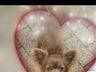 Chihuahua honden Chihuahua - Advertentie 3