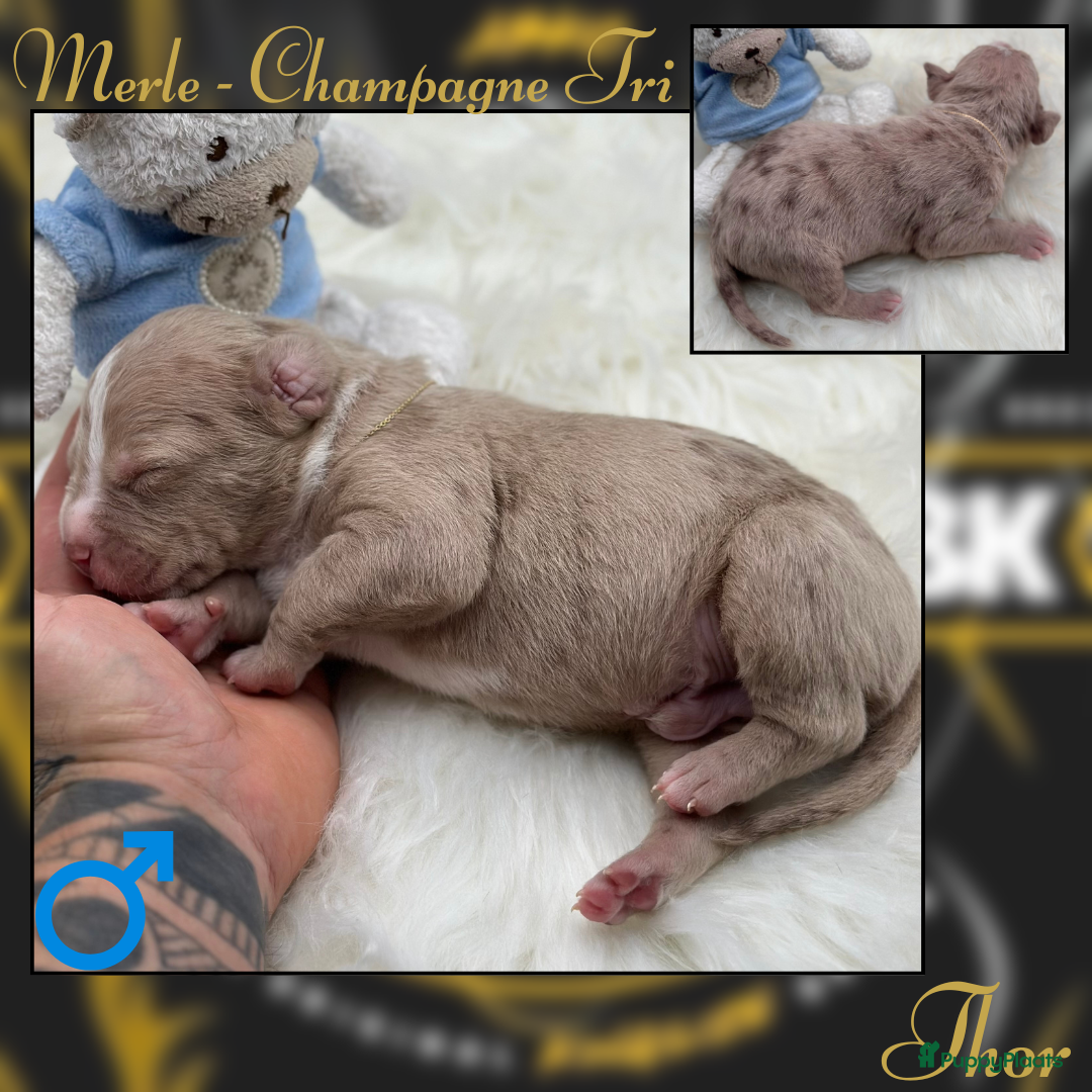 Amerikaanse Bully honden te koop: American Bully XL - Black Merle - Advertentie 4