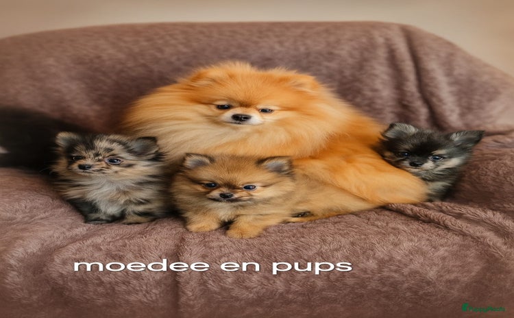 Kruising honden - Advertentie 14