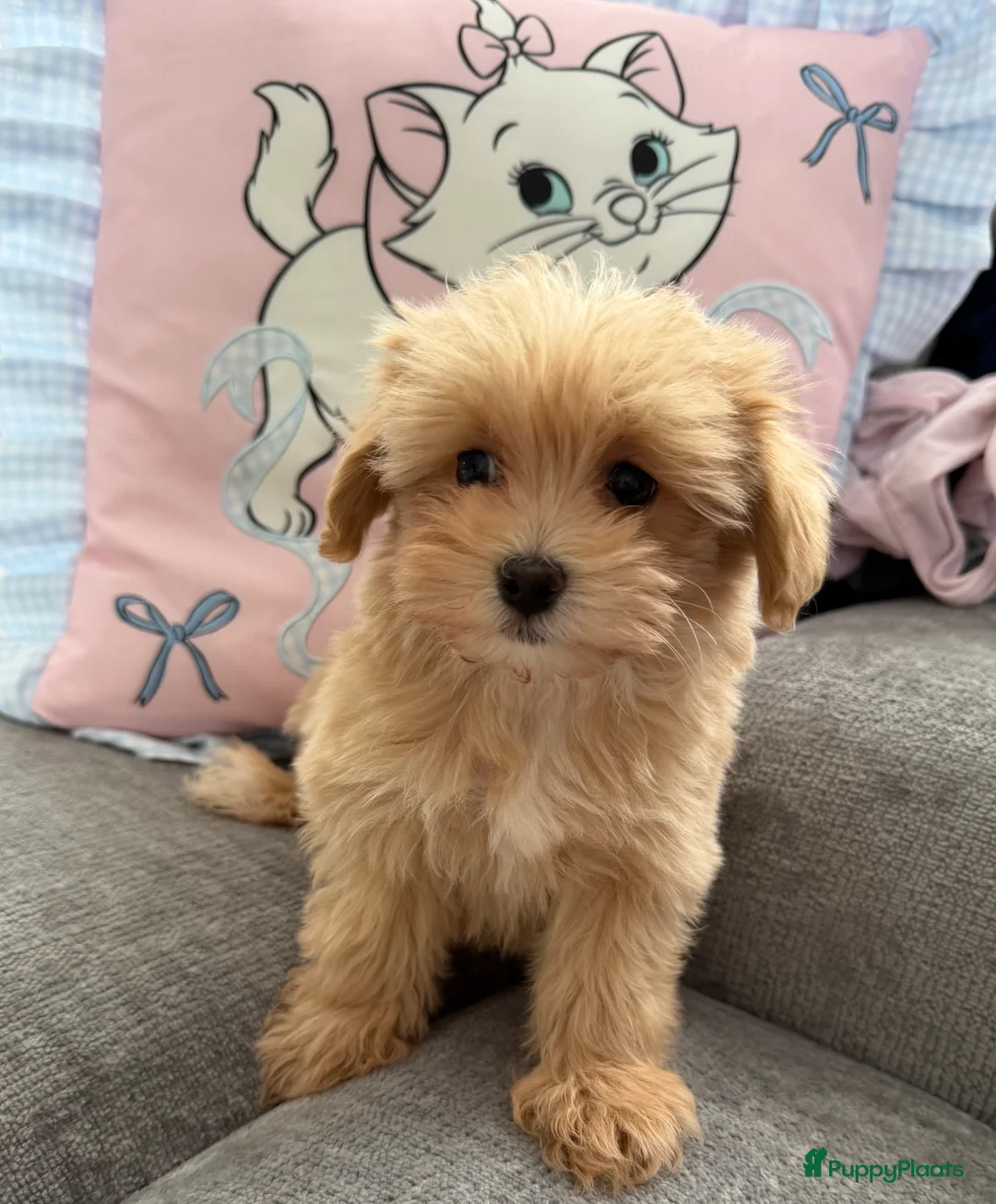 Maltipoo honden te koop: Mini Maltipoo pups , moeder aanwezig, NL nestje - Advertentie 2