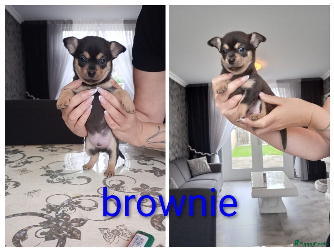 Chihuahua honden te koop: Raszuivere chihuahua pups - Advertentie 3