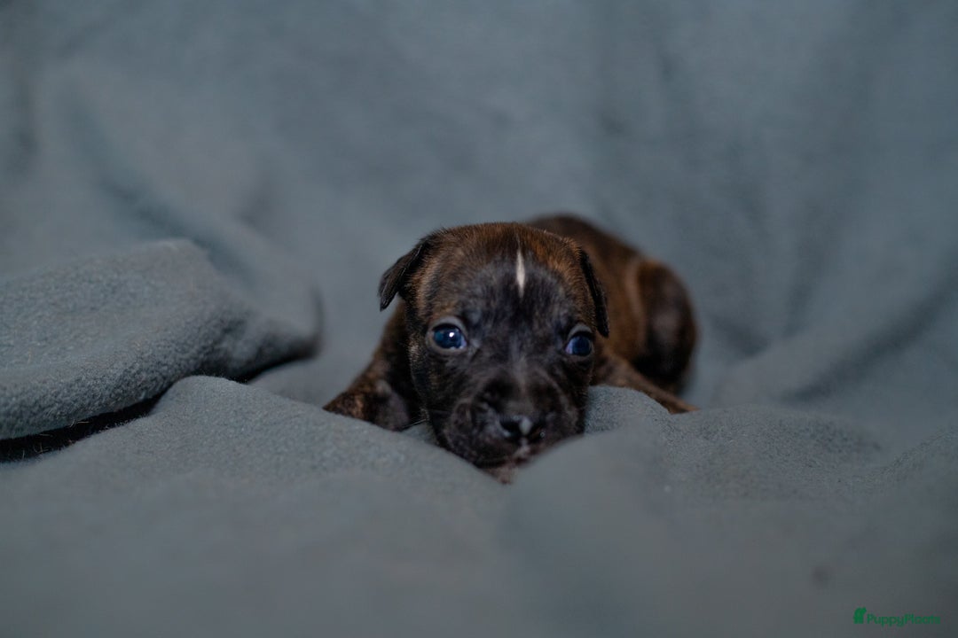 Kruising honden te koop: Pitbull x Cane Corso x Old English Bulldog puppies - Advertentie 12