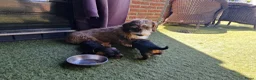 Ruwhaar Teckel honden te koop: Ruwharige teckel pups - Advertentie 20