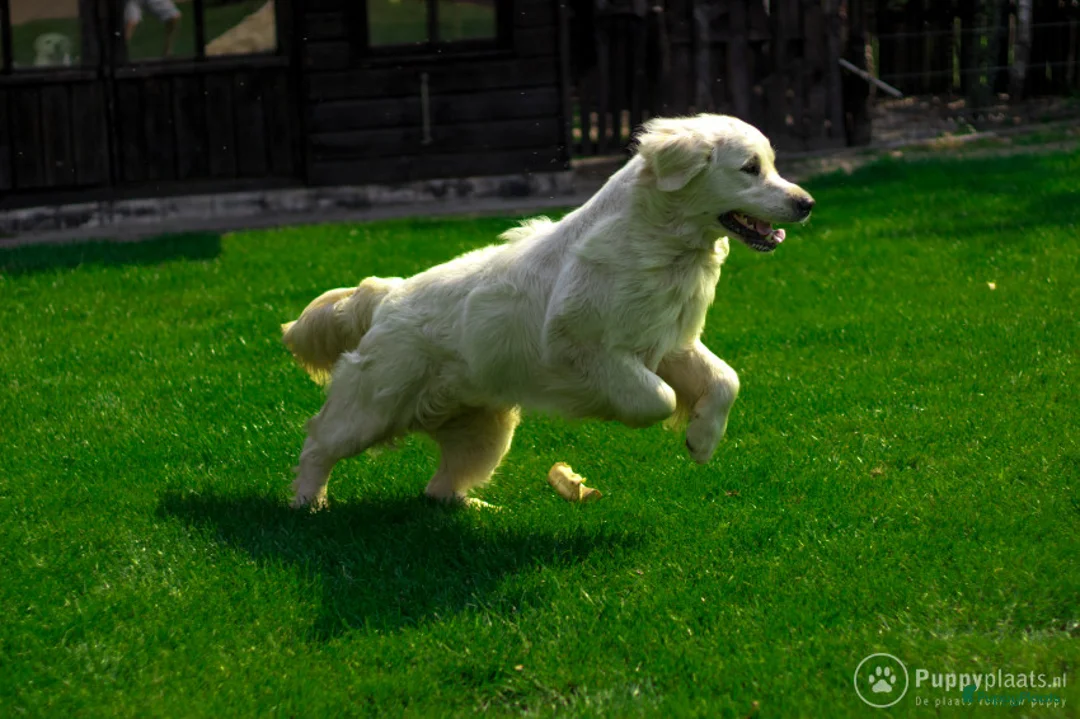 Golden Retriever honden ter dekking: Staat ter dekking Golden retriever dekreu in Ospel - Advertentie 3