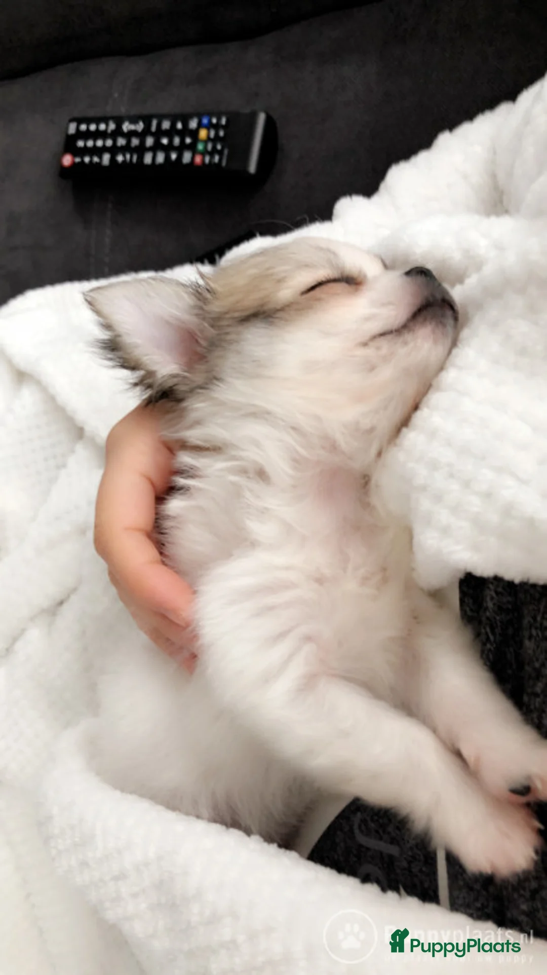 Kruising honden ter dekking: Dekreu chihuahua pomeriaan kruising Pomchi in Heemskerk - Advertentie 6