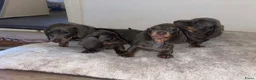 Teckel (korthaar)  honden te koop: 🐾 Prachtige Dwergteckel Blue & Tan pups 🐾 - Advertentie 17