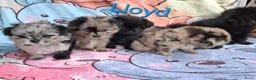 Kruising honden te koop: Prachtig Shiranian F1 pup reu shih tzu x pomeriaan - Advertentie 16