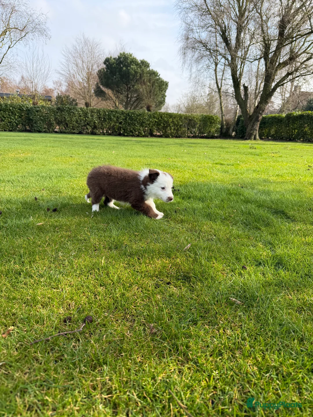 Kruising honden te koop: Australian Shepherd x Border Collie pups - Advertentie 16