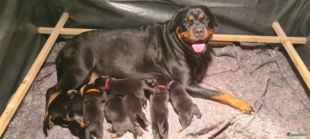 Rottweiler honden te koop: Rottweiler puppies *momenteel allen gereserveerd  - Advertentie 2