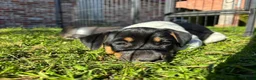 Boerenfox honden te koop: Boerenfox pups in Castelre - Advertentie 3