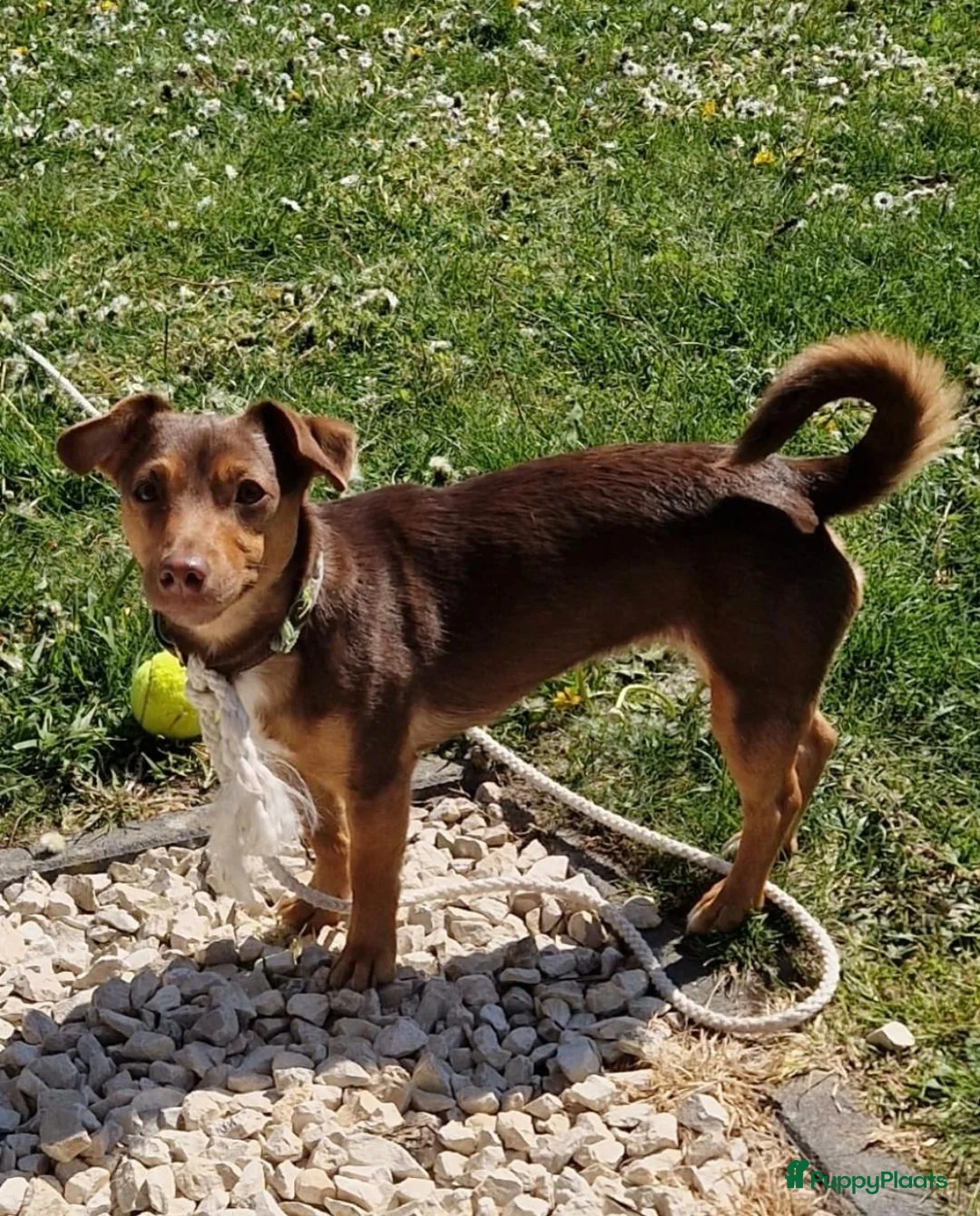 Jack Russel Terriër honden te koop: Mini merle jackrussells - Advertentie 12