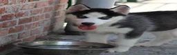 Siberische Husky honden te koop: Husky pup - Advertentie 4