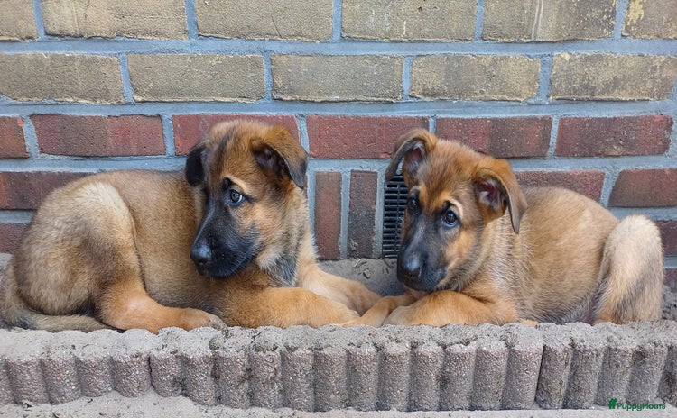 Mechelse Herder honden in Kollumersweach - Advertentie 2