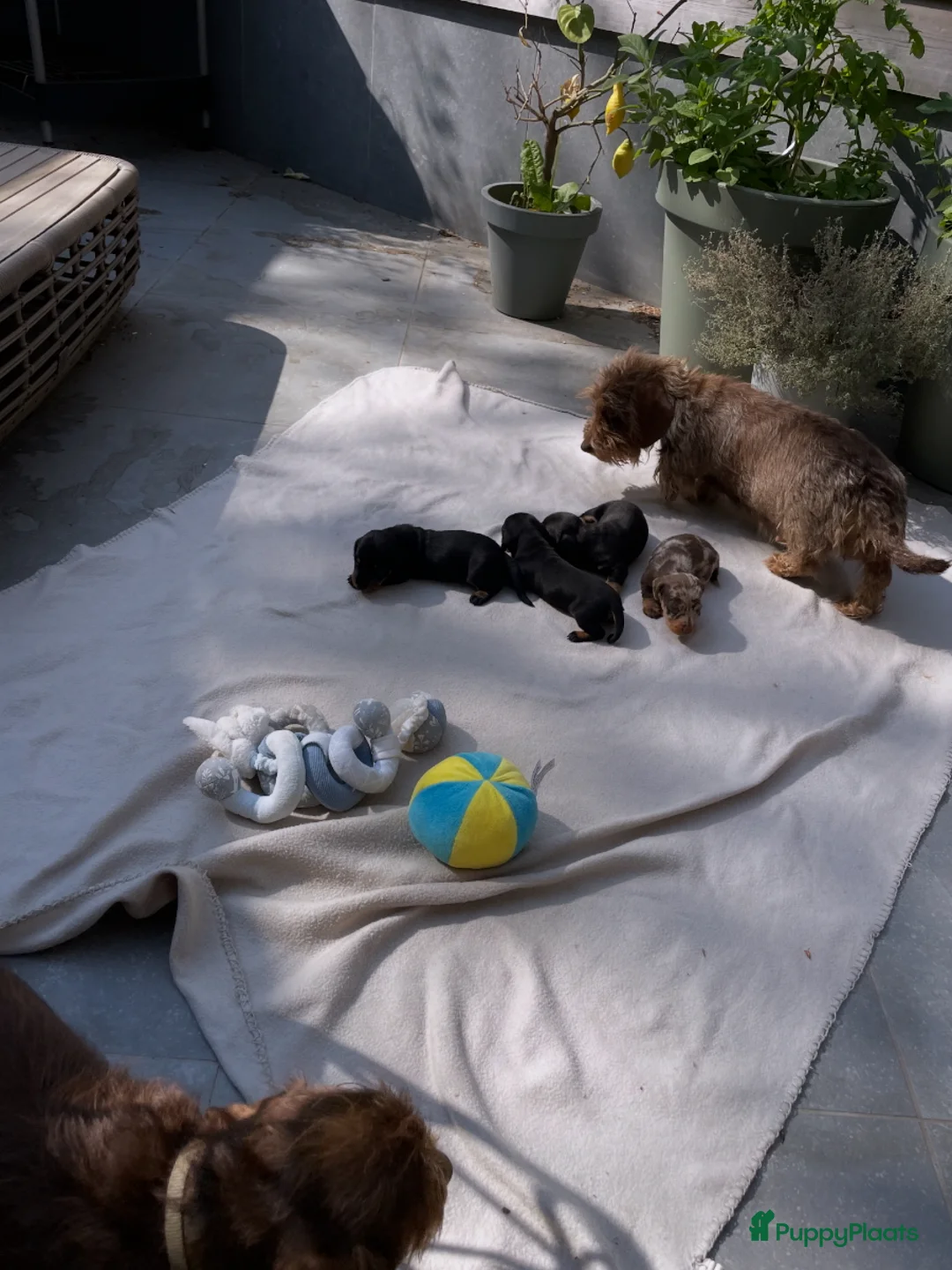 Kruising honden te koop: Black and Tan ruwhaar reutje en gladhaar - Advertentie 4