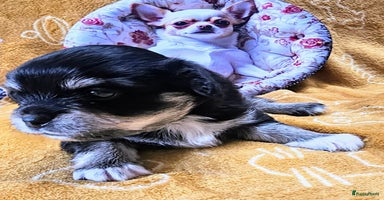 Chihuahua honden - Advertentie 7