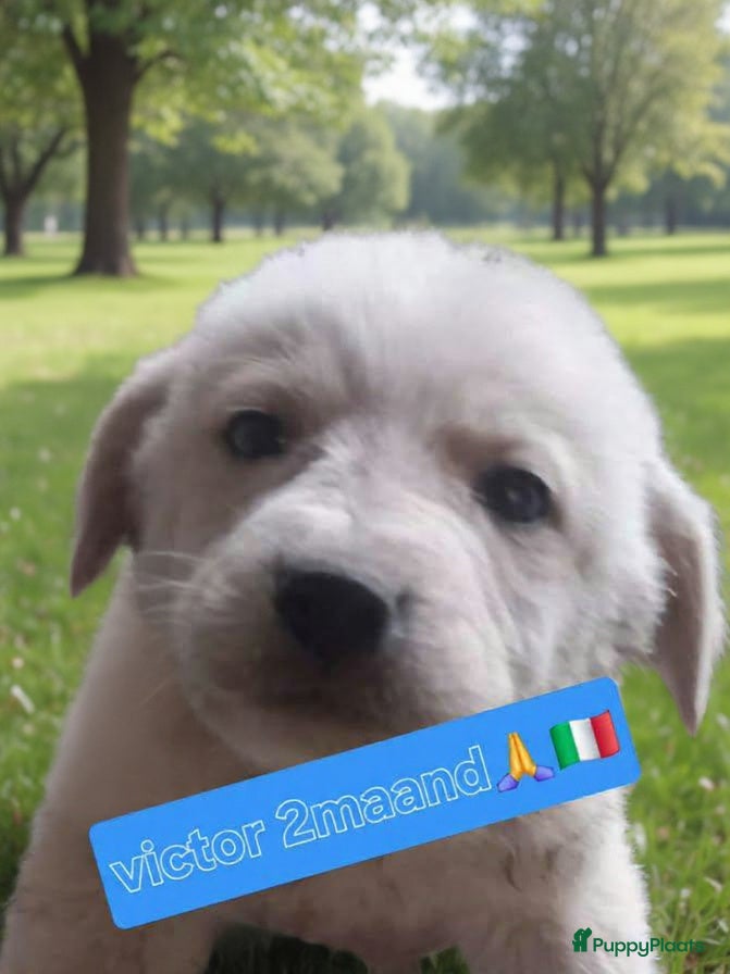 Kruising honden Deze italiaanse lieverds zoeken baasje - Advertentie 2