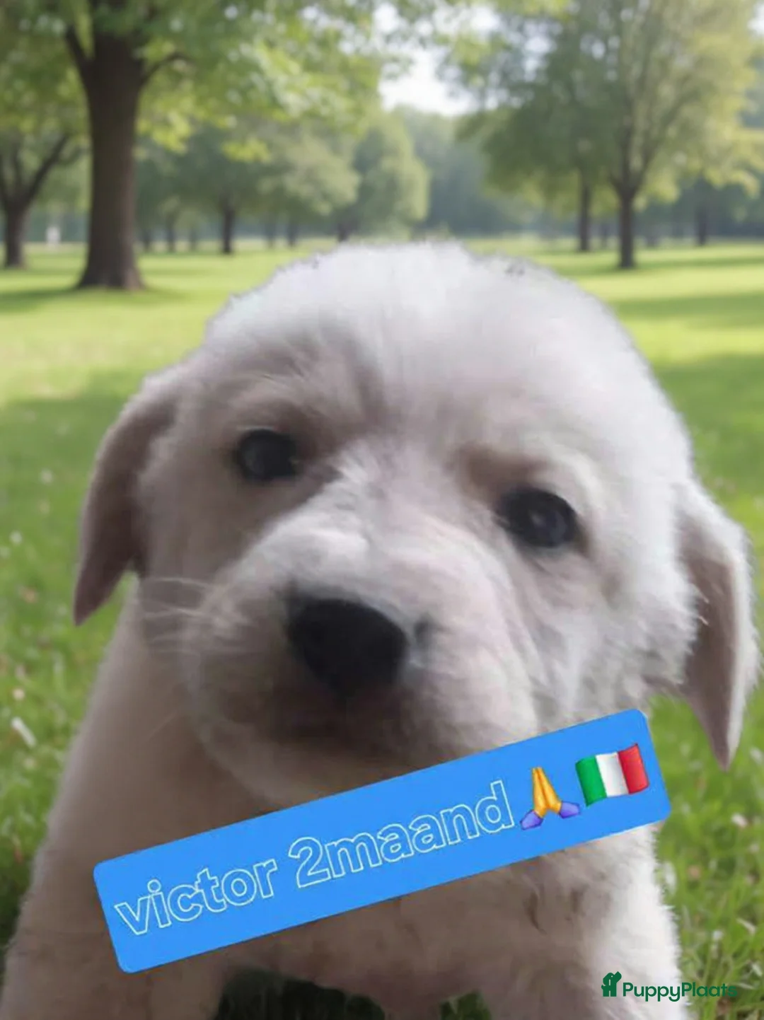Kruising honden te koop: Deze italiaanse lieverds zoeken baasje - Advertentie 2