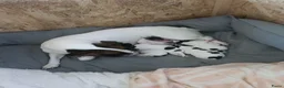 Jack Russel Terriër honden te koop: Super lieve en mooie pups te koop  in Waardenburg - Advertentie 9