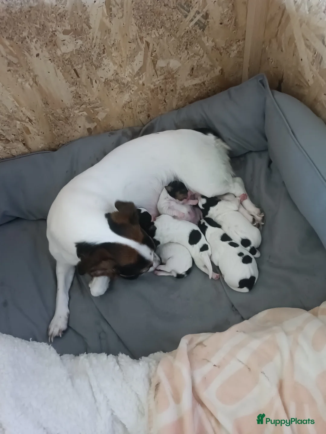 Jack Russel Terriër honden te koop: Super lieve en mooie pups te koop  in Waardenburg - Advertentie 9