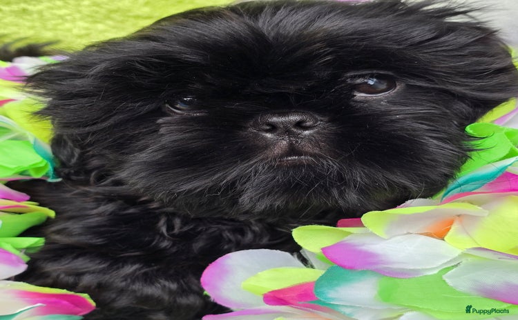 Boomer honden - Advertentie 3