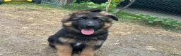 Duitse Herder honden te koop: Duitse herder puppy’s - Advertentie 8