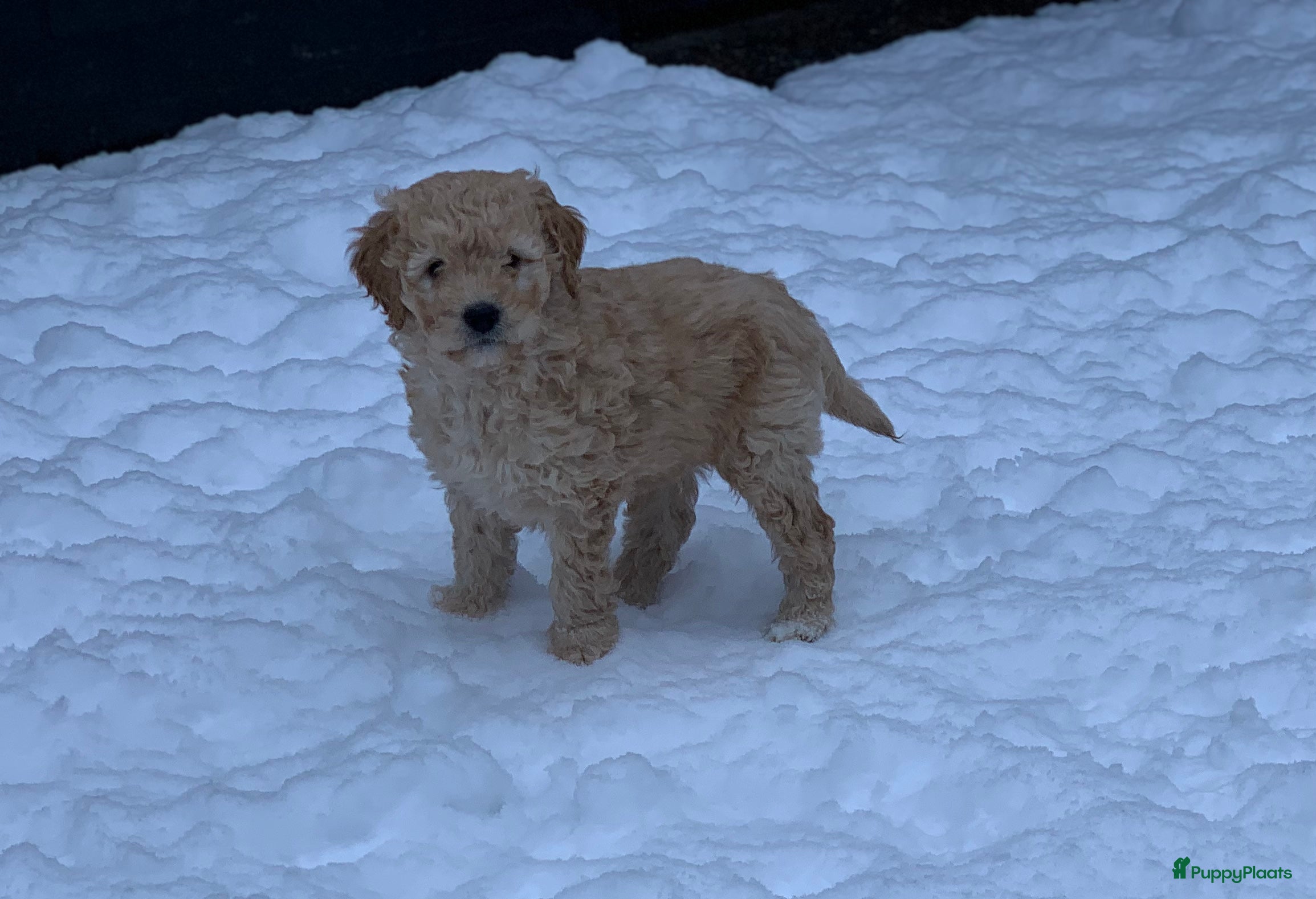 Kruising honden Goldendoodle Medium Pups Geboren - Advertentie 2
