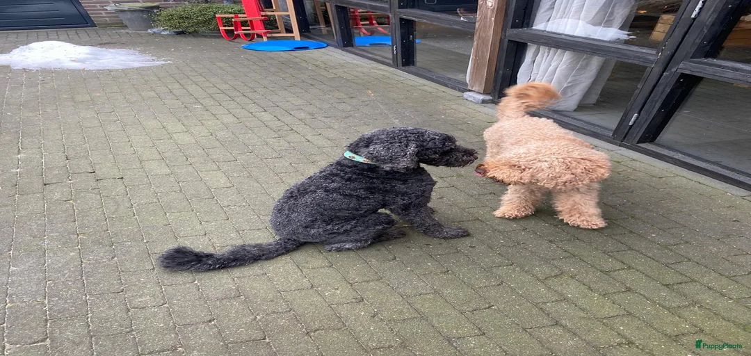 Galerij afbeelding {{count}}