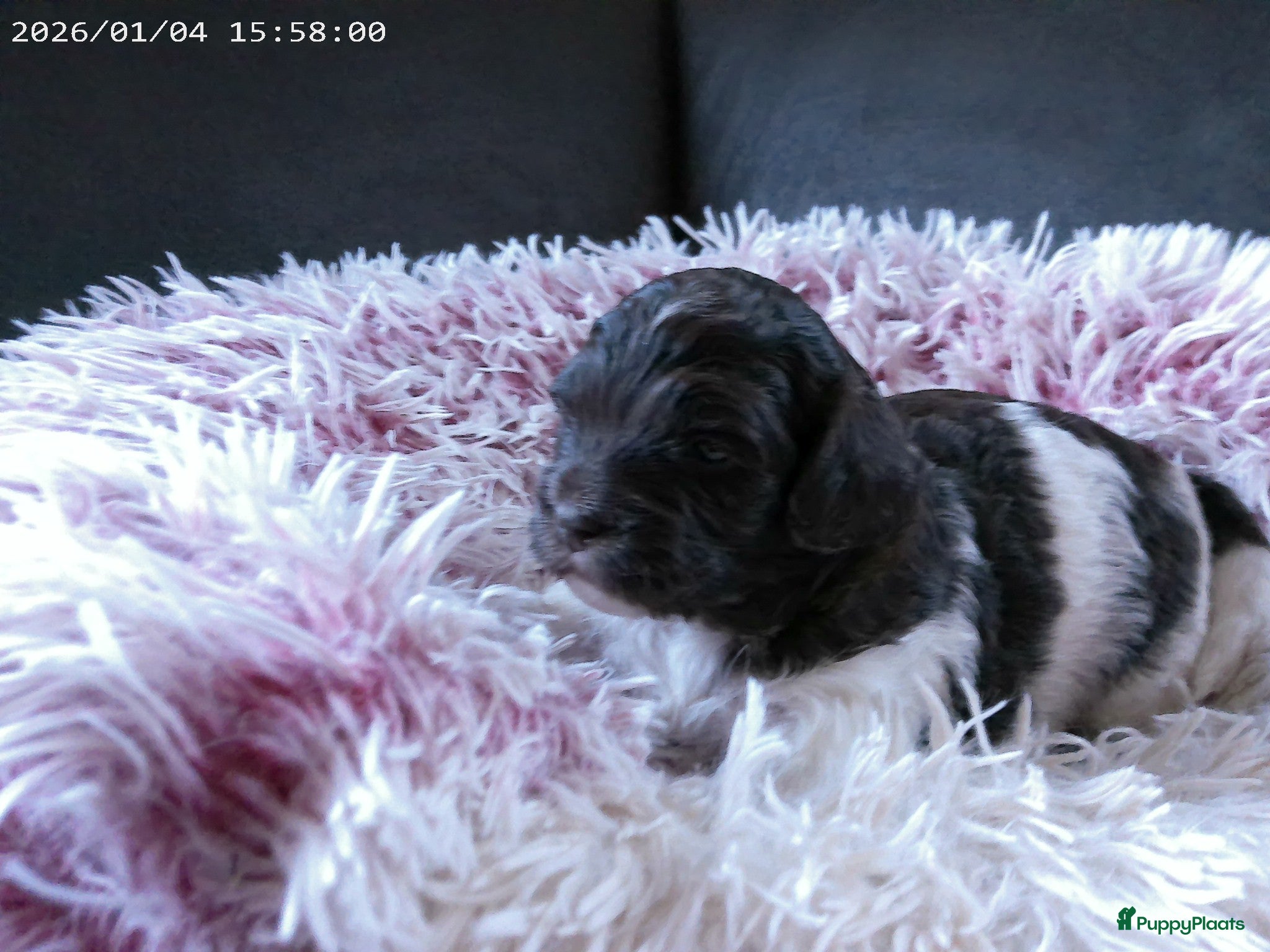 Shihpoo honden Lieve zachte shihpoo pupjes te koop - Advertentie 1