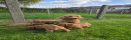 Labradoodle honden te koop: Mini labradoodle pups - abrikoos - Advertentie 6