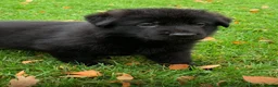 Duitse Herder honden te koop: Duitse herder pup nog 1 reu beschikbaar. - Advertentie 15
