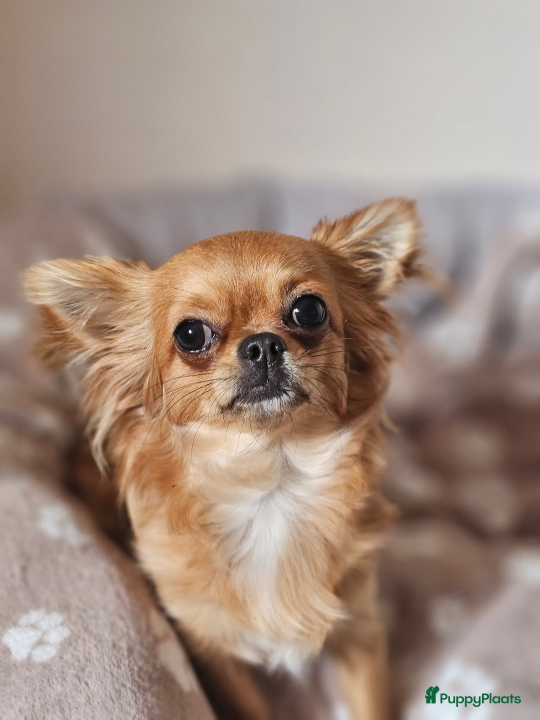 Chihuahua honden te koop: 2 Chiwawa pups mannelijk  - Advertentie 2