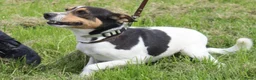 Boerenfox honden te koop: Boerenfox pups raszuiver - Advertentie 10