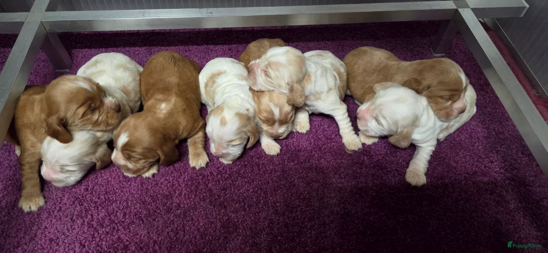Engelse Cocker Spaniel honden te koop: Engelse Cockerspaniel pups met Stamboom  - Advertentie 13