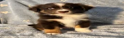 Australian Shepherd honden te koop: Australian Shepherd puppy's, 3x reu - Advertentie 4