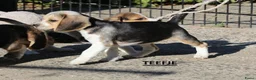 Beagle honden te koop: Beagle pups beschikbaar  - Advertentie 6